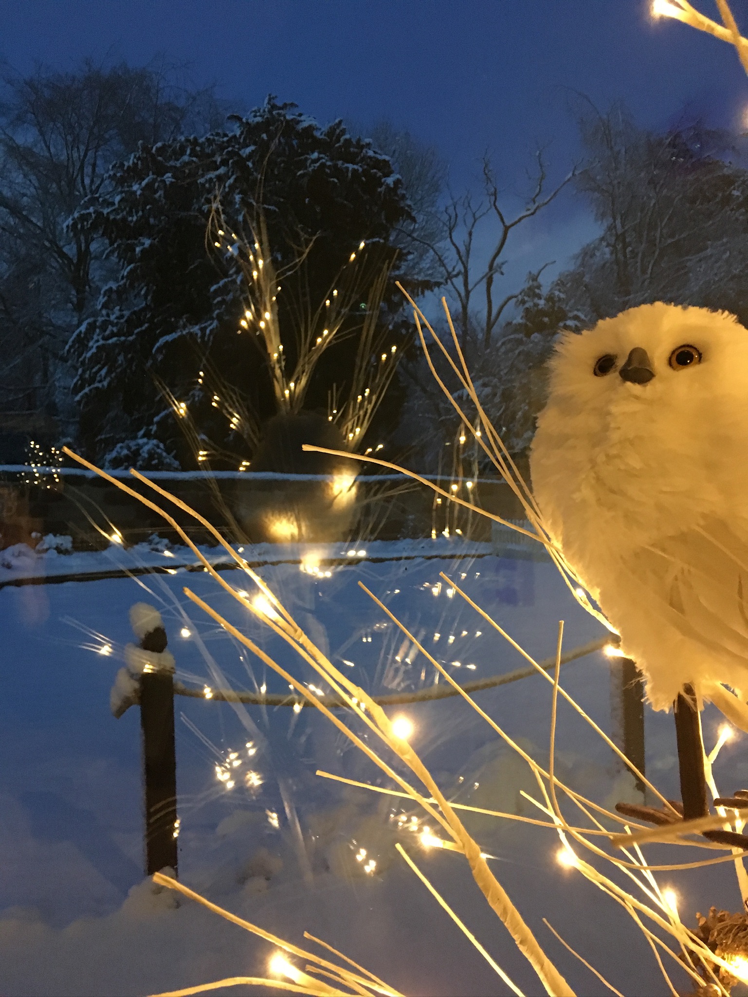Lights and Owl on a Tree
